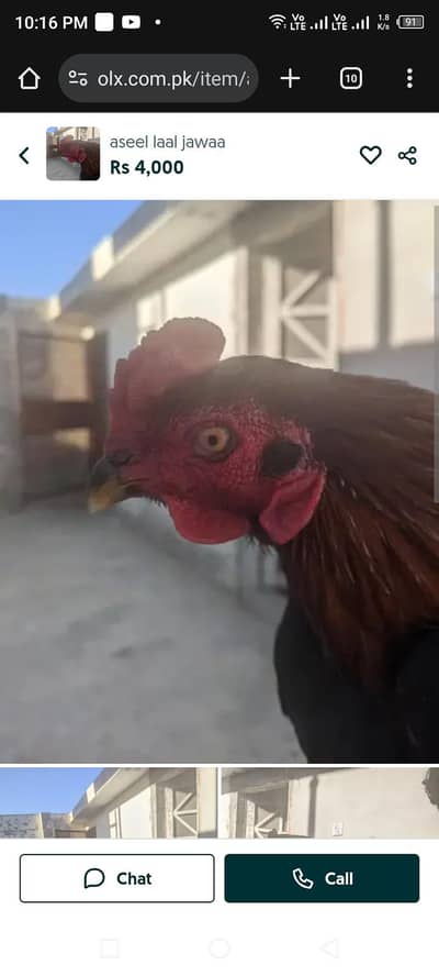 aseel lal jawa pure quality