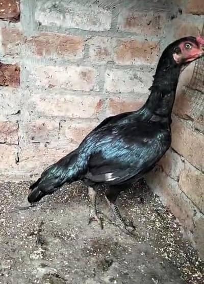 pure Thai aseel murgi