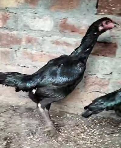 pure Thai aseel murgi