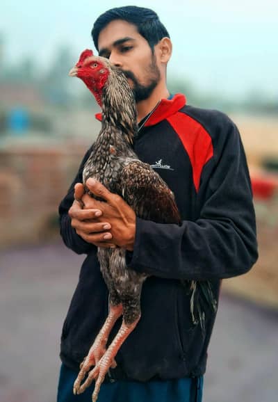 Japanese shamo whatapp number 03174305441 only message