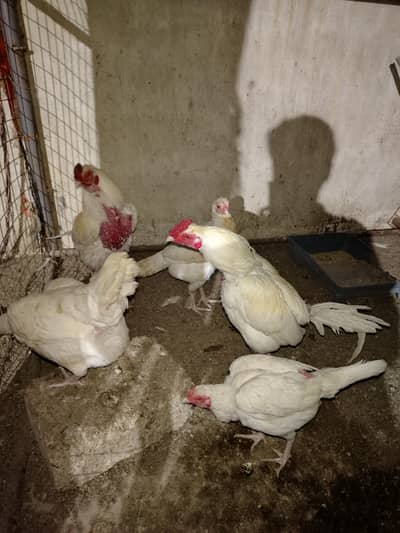 Asee Heera + Jawal, 7 pairs