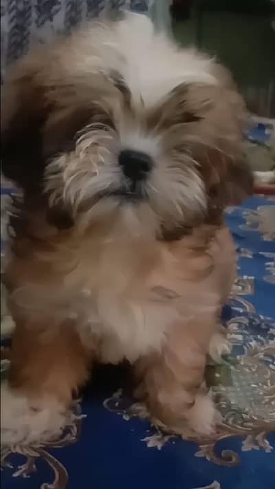 cute shih tzu male puppy