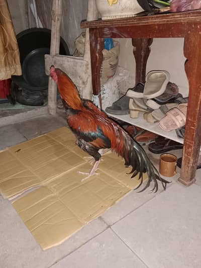 long tail  aseel mianwali lakha