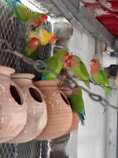 peach face lovebirds