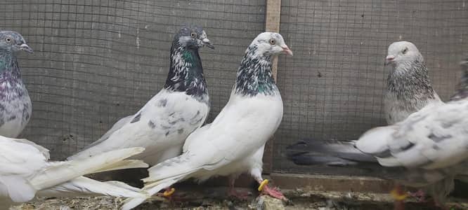 Taddi lakhy kamagar kabotar for sale.