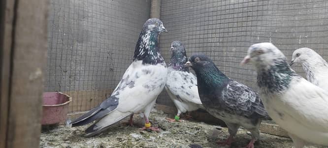 Taddi lakhy kamagar kabotar for sale.