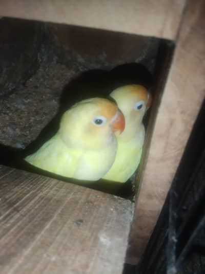 LOVEBIRDS READY TO BREED PIECES FOR SALE