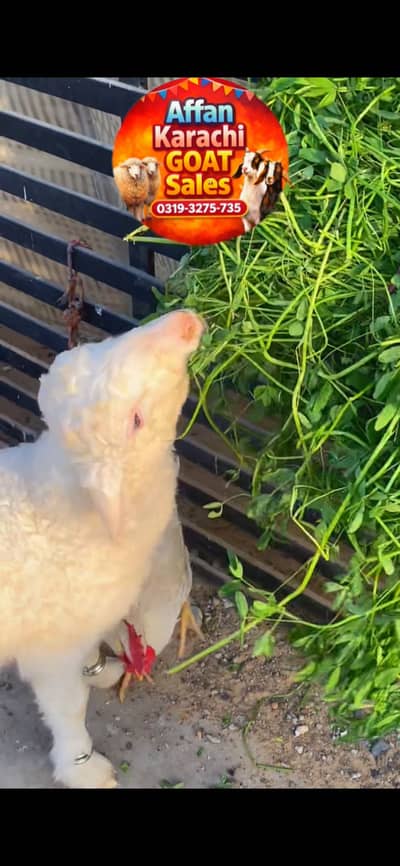 Kharay ka GULABI male age 4 MONTHS MASTI WALA BACHA