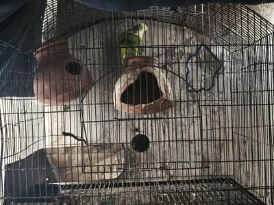 Parrot with Cage for sale
