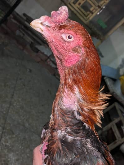 long height aseel breeder murgha for sale