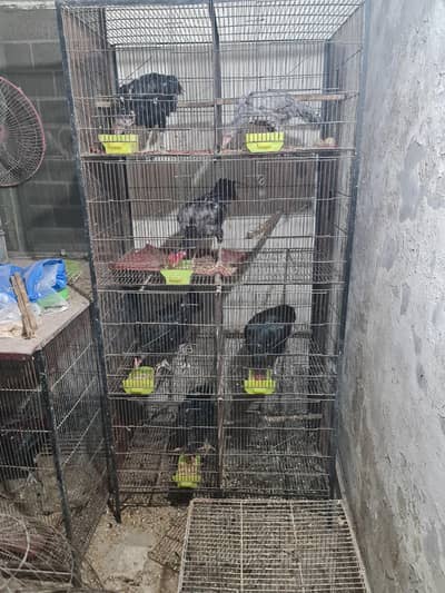 cage available read description