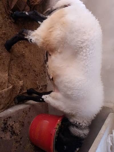 male Sheep full Mast