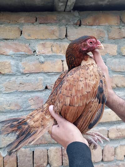 Amrohi Madi zero size