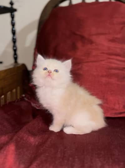 Persain kittens