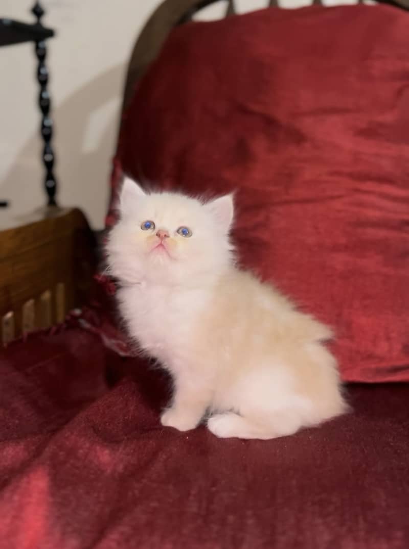 Persain kittens 0