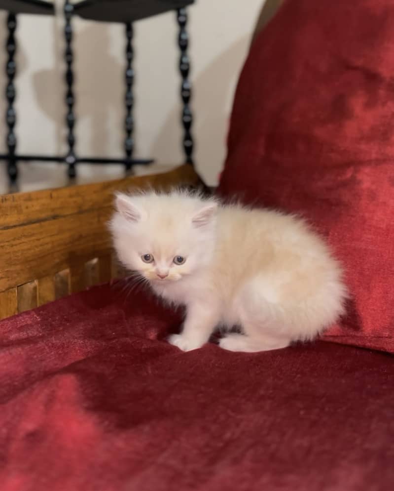 Persain kittens 1