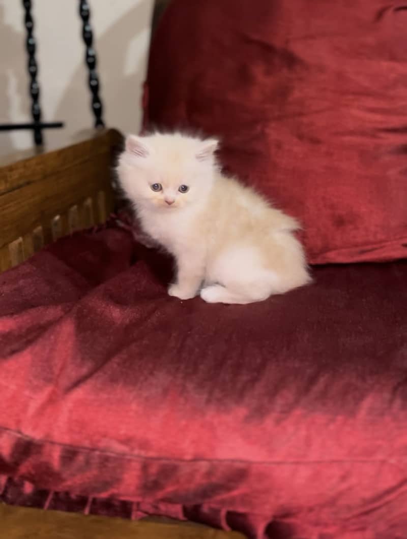 Persain kittens 3