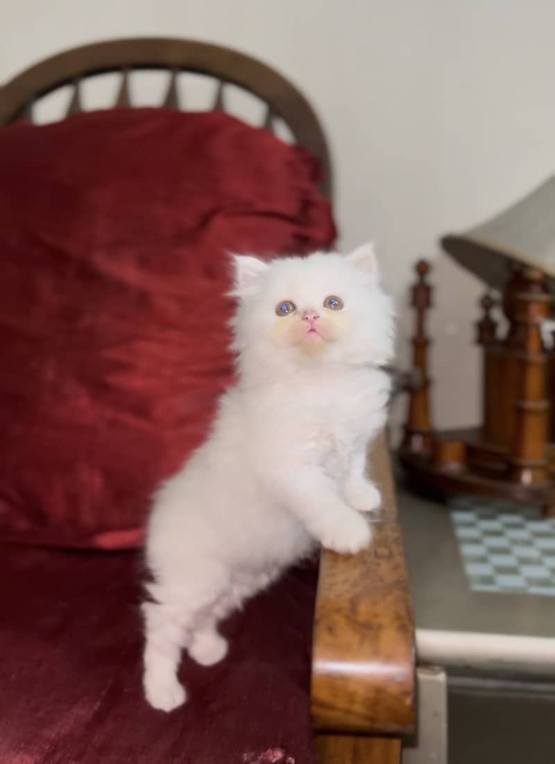 Persain kittens 4
