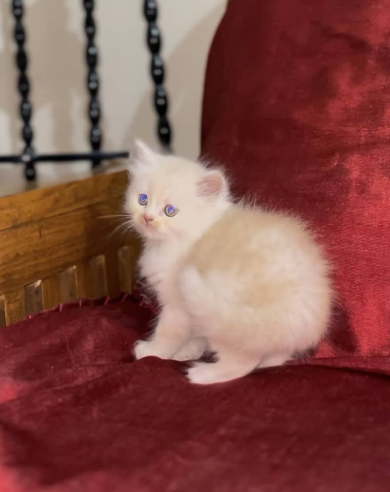 Persain kittens 5