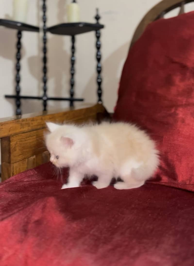 Persain kittens 7