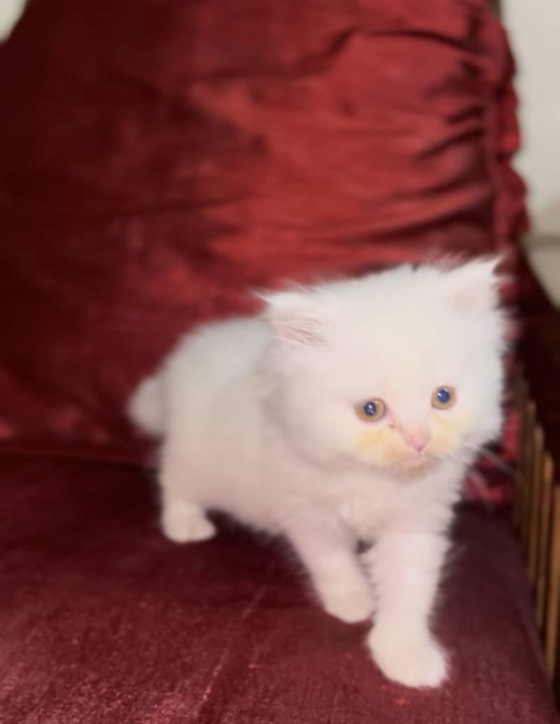 Persain kittens 8