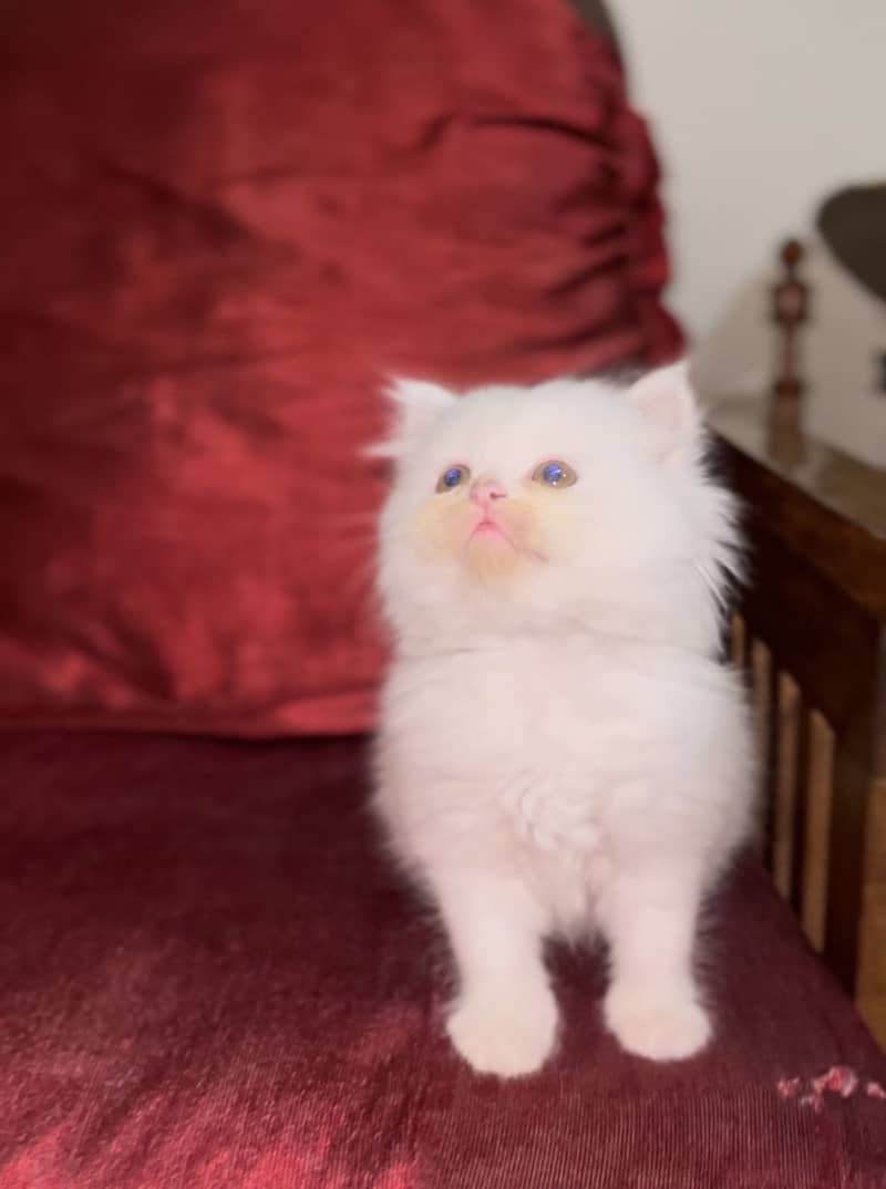 Persain kittens 9
