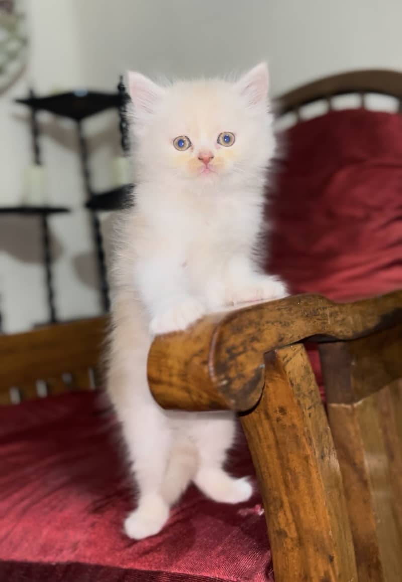 Persain kittens 10