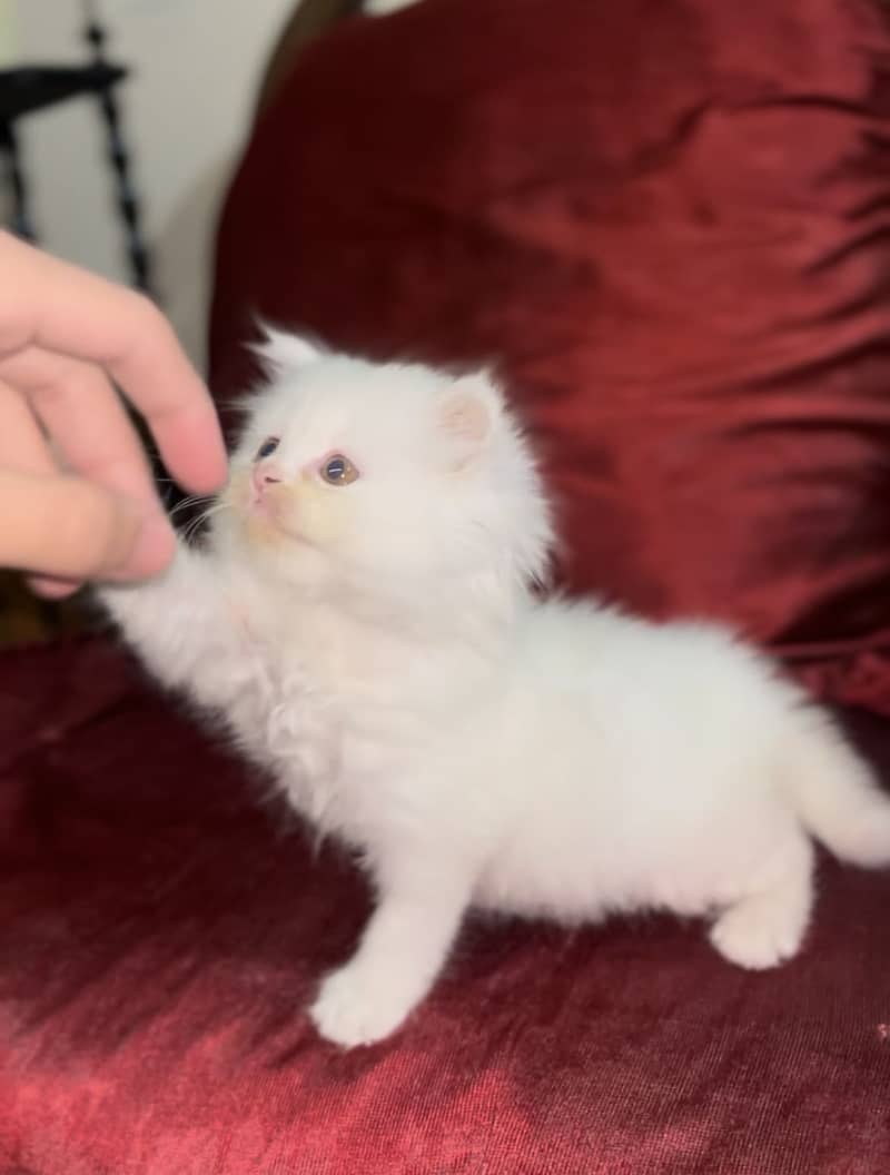 Persain kittens 11