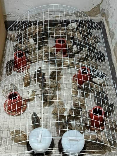 Quail Flock available