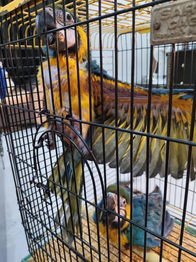 Blue gold macaw chicks & yellow bib lorry