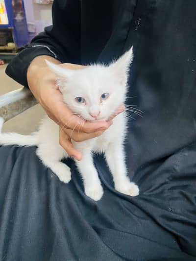 wp number 30251373022