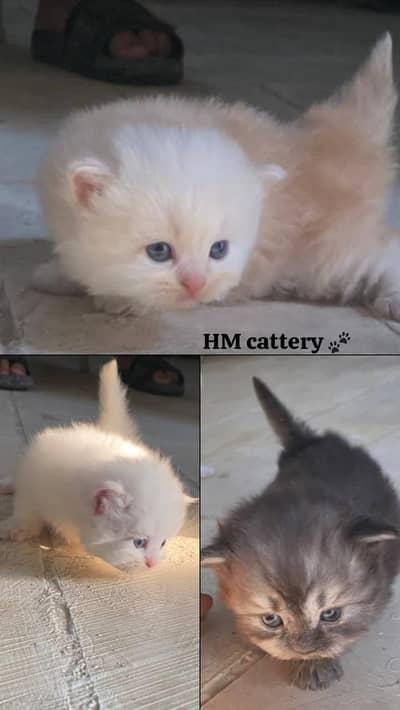 pure Persian kittens