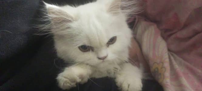 Persian cat