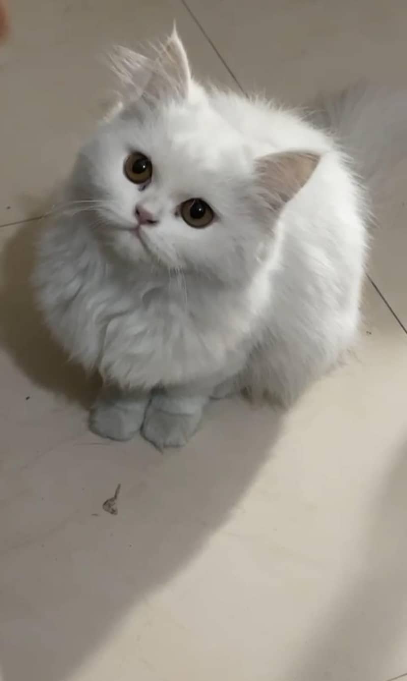 Persian cat 1