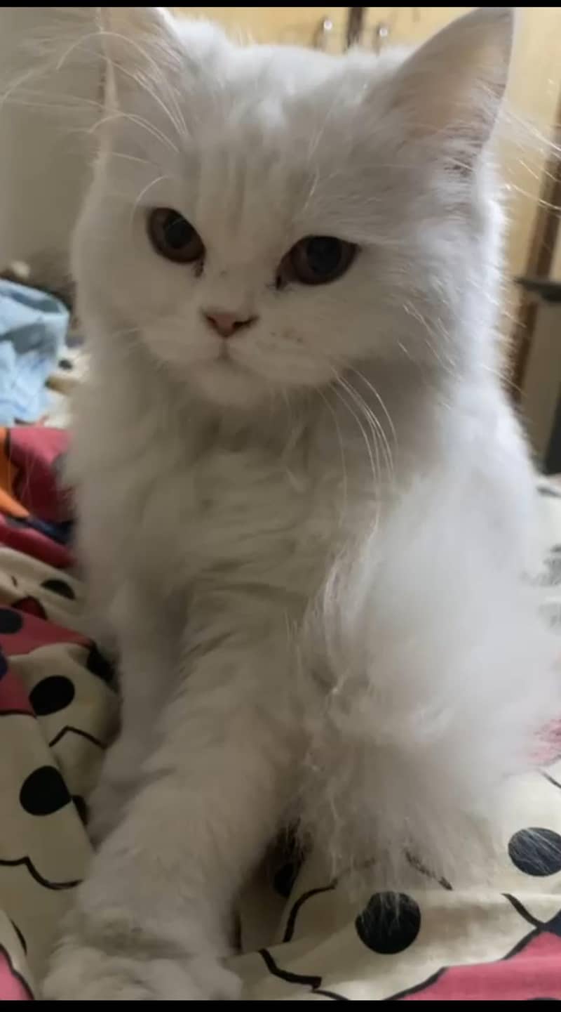 Persian cat 2