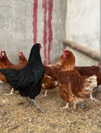 2650/- Per lohmann Brown