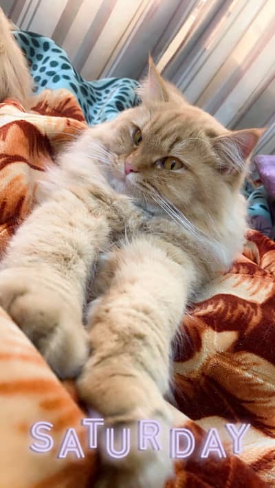 Persian triple coat female cat