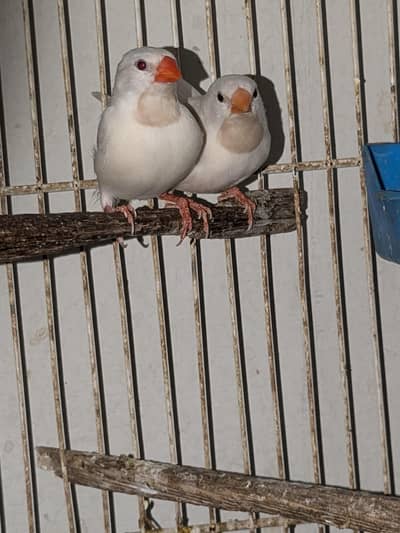 albino shaftail Red eye finch
