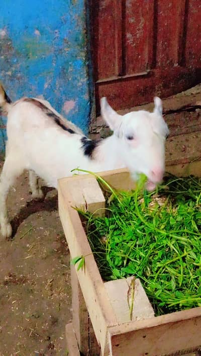 teeda pink nos our ablaq female urgent sale