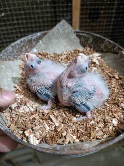 2 Cocktail Chicks Available for Sale  Handtame