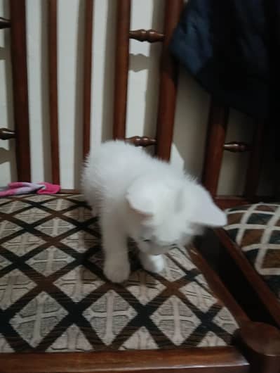 Persian cat for sale single cot