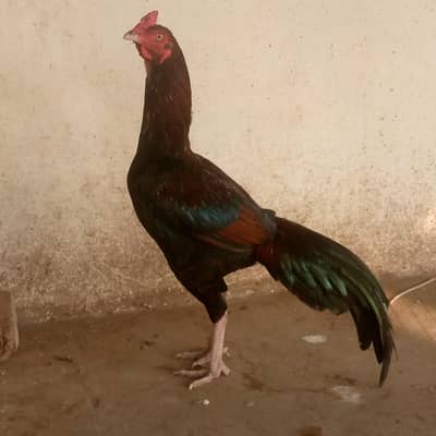 Aseel  Male Breeder Lakha