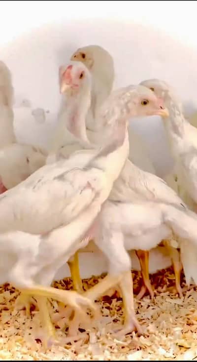 Shamoo German White 0300/4590/211