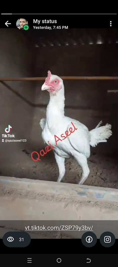 Snow White Heera ( Pure White bloodline )