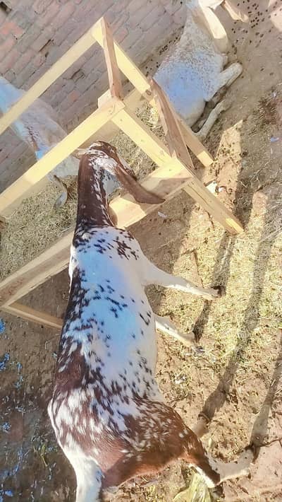 makkhi China baredar Bakra for sell