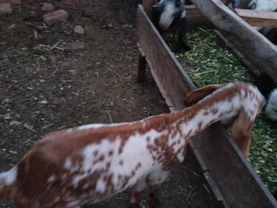 2 makhi cheeni female Kidd's 4 month age