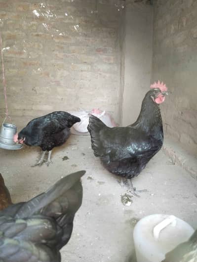 Lohman Black Hens for sale