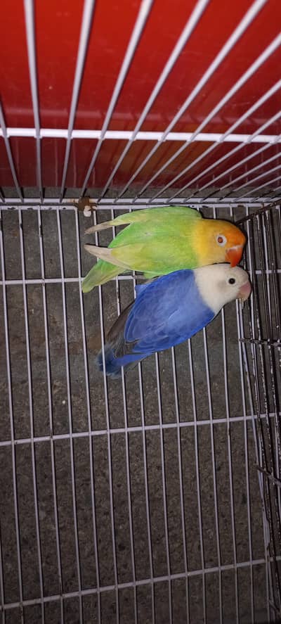 parblue opline pf male × voilet opline split pf femaLe