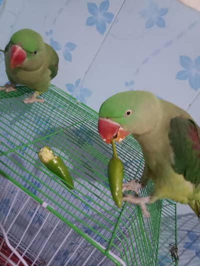 03058360770 urgent sold kar Raha hon Ghar  change kar Raha hon