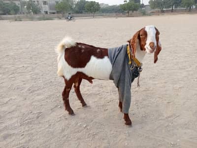 Full active bakra LAL ABLAK 7 month Age